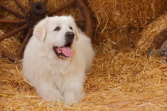 Pyrenean Mountain Dog