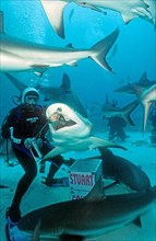 Shark feeding