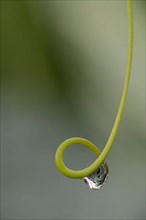 Plant tendril with dewdrops