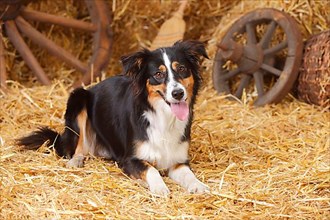 Miniature Australian Shepherd