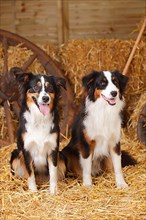 Australian Shepherd and Miniature Australian Shepherd