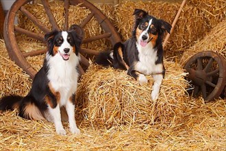 Australian Shepherd and Miniature Australian Shepherd