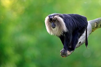 Lion-tailed macaque