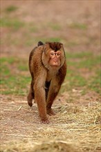 Southern southern pig-tailed macaque