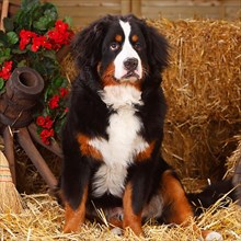 Bernese Mountain Dog