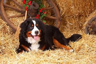 Bernese Mountain Dog