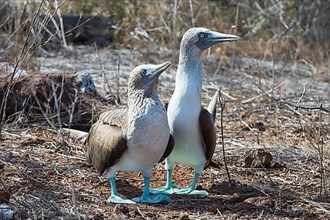 Pair of Galapagos Blue-footed Boobies