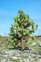 Giant prickly pear