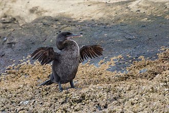 Galapagos Flightless Cormorants