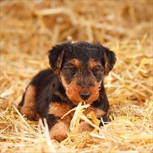 Welsh terrier
