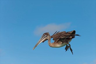 Galapagos Brown Pelican