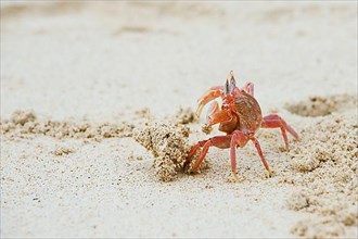 Galapagos ghost crab