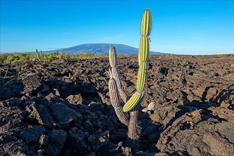 Candelabra cactus