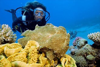 Diver with giant frogfish