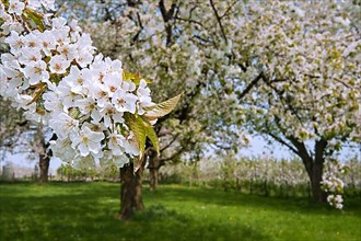 Orchard with flowering wild cherry