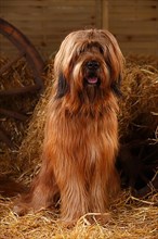 Briard