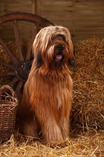 Briard