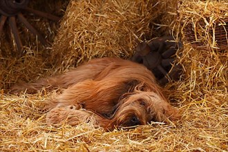 Briard