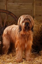 Briard