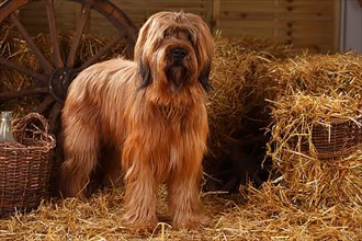 Briard