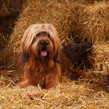 Briard