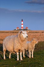 Westerheversand lighthouse and sheep with lamb on salt meadow near Westerhever
