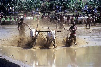 Cattle racing is an old kerala sport. Two racers coax their oxen through mud and slush at a race in Chithali near Palakkad