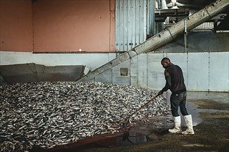 Sardines in front of processing at the Turkish factory Atlantic Proteine