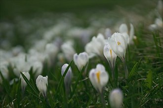 Crocuses with raindrops in the South Tyrolean Alps