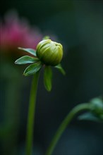 Flower of a dahlia