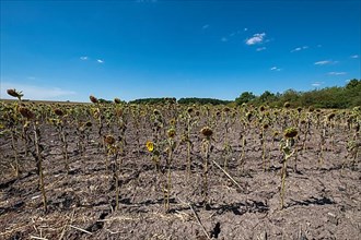 Sunflowers suffer from the extreme drought
