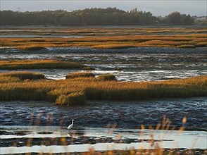 Little egret among reed islands in the intertidal zone in Plouharnel Bay