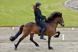 Rider in the toelt on an domestic horse