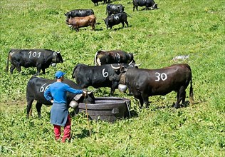 Herdsman with fighting cows of the Eringer cattle breed at a water trough
