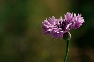 Purple cornflower