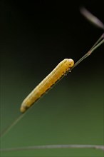 Larva of a plant wasp on a blade of grass