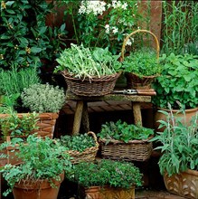 Herbs in baskets and pots