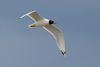 Pallas's gull