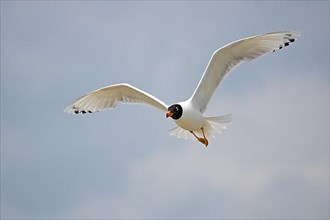 Pallas's gull