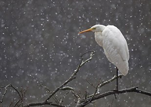 Great White Egret in blowing snow