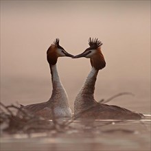 Courting Great Crested Grebes