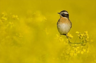 Whinchat in the rape