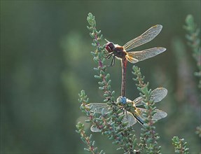 Wandering dragonflies
