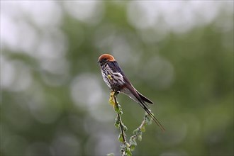 Little Striped Swallow