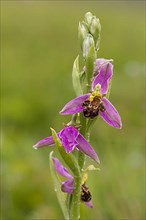 Bee orchid