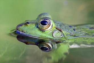 Water frog