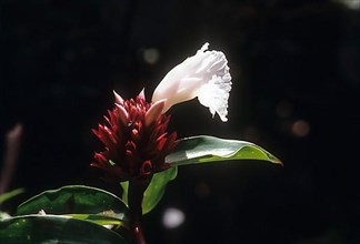 Zingibeaceae