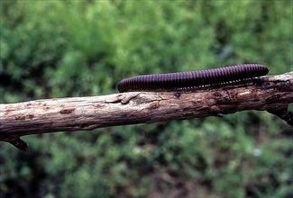 Centipede on a dead tree branch