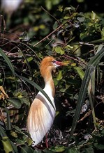 Close up of a Cattle Egret