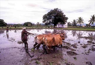Man ploughing levelling a rice field with two bullocks at Coimbatore